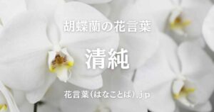 胡蝶蘭 top_001