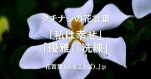 クチナシ top_001