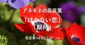アネモネ top_001