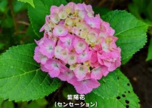 アジサイ センセーション_001