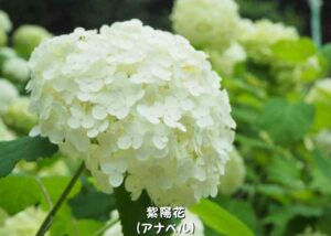 アジサイ アナベル_001