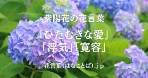アジサイ top_001