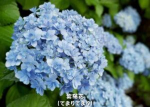 アジサイ てまりてまり_001