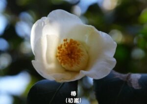 ツバキ 初嵐_001